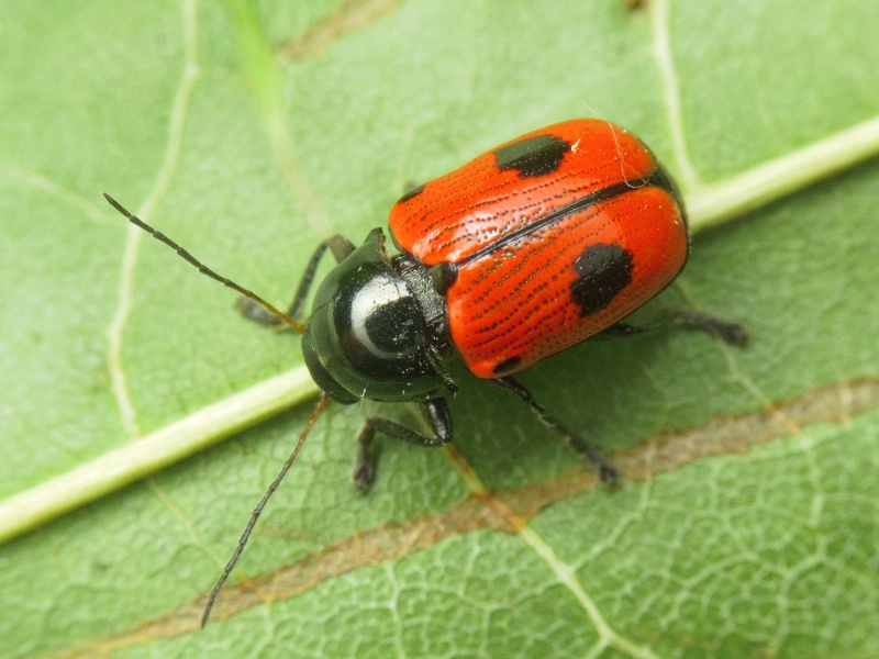 Cryptocephalus (Cryptocephalus) bipunctatus (Linnaeus, 1758)